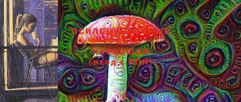 цены   Иннополис  Галлюциногенные грибы Psilocybine cubensis 